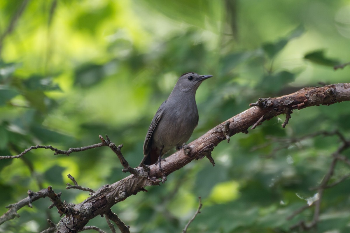 Gray Catbird - ML659704035