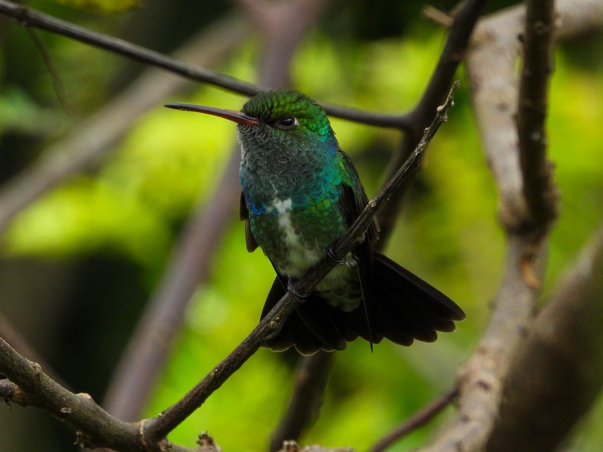 Glittering-throated Emerald - ML659704040
