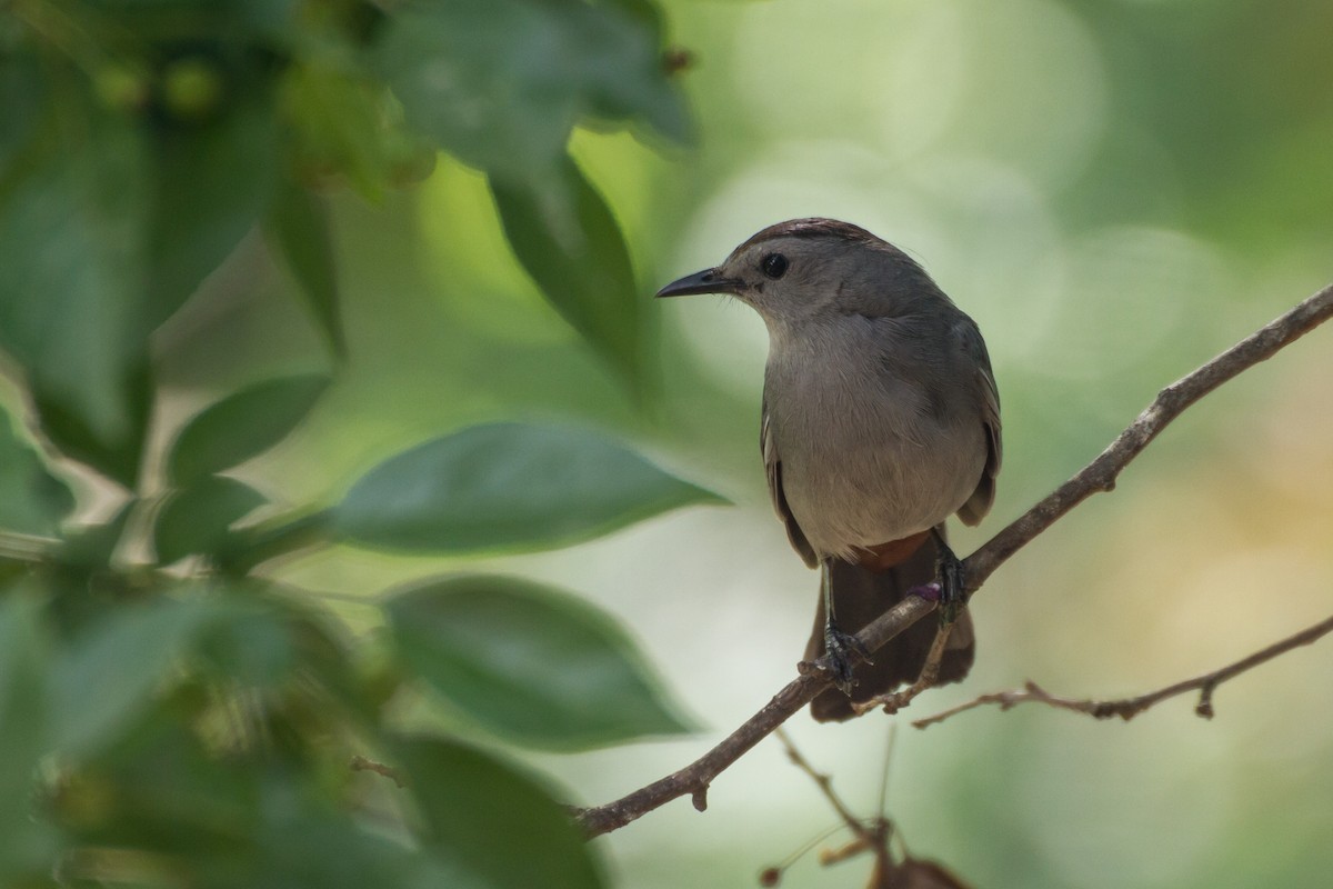Gray Catbird - ML659704055