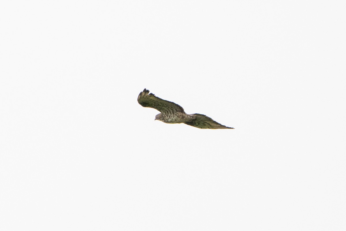 European Honey-buzzard - ML659704062