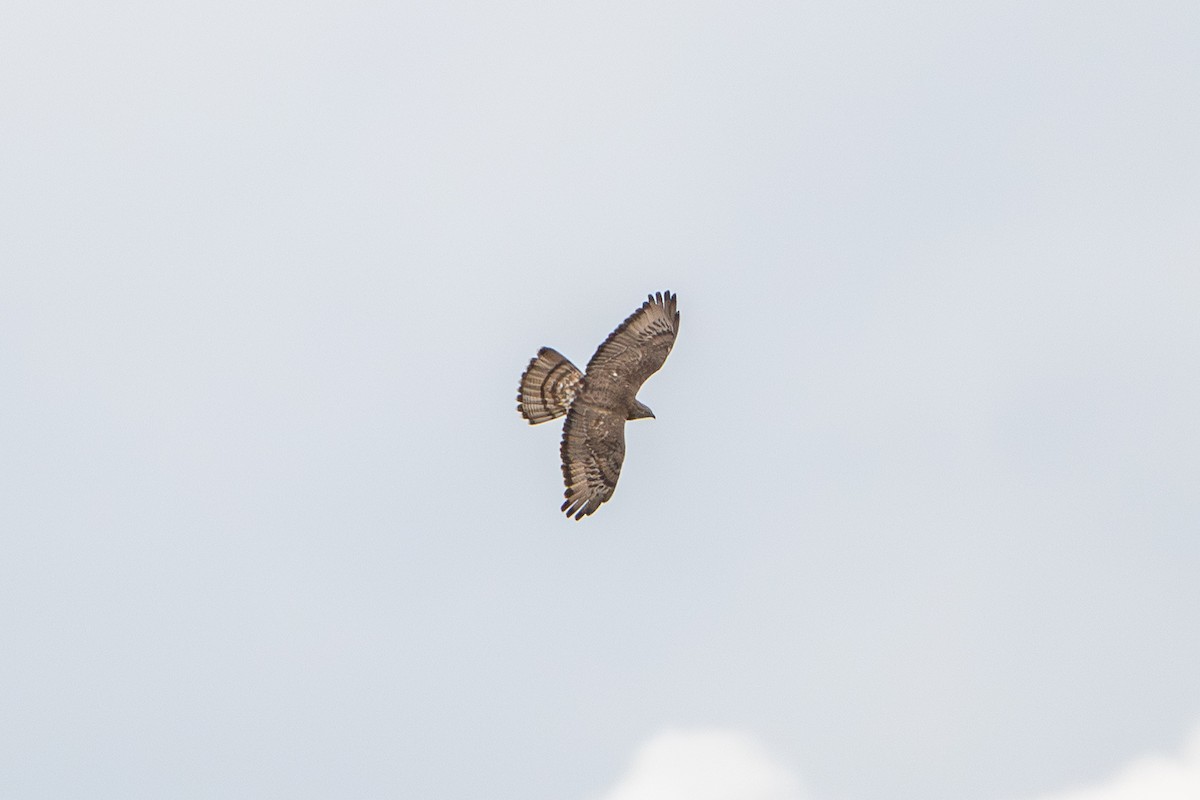 European Honey-buzzard - ML659704063