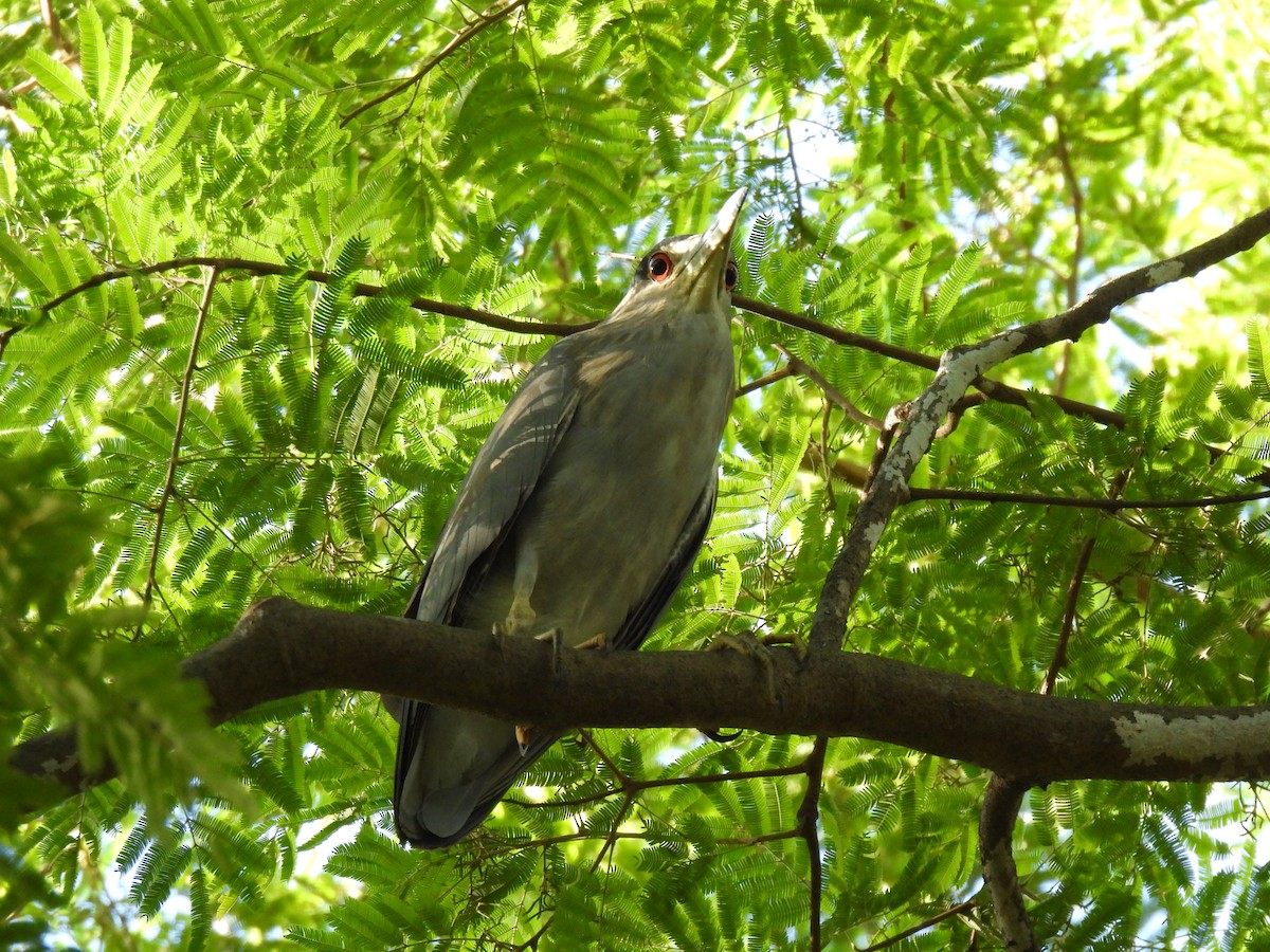 Black-crowned Night Heron - ML659704092