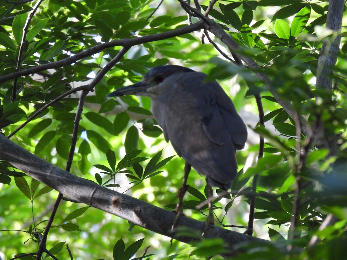 Black-crowned Night Heron - ML659704117