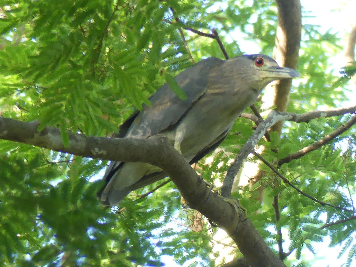 Black-crowned Night Heron - ML659704137