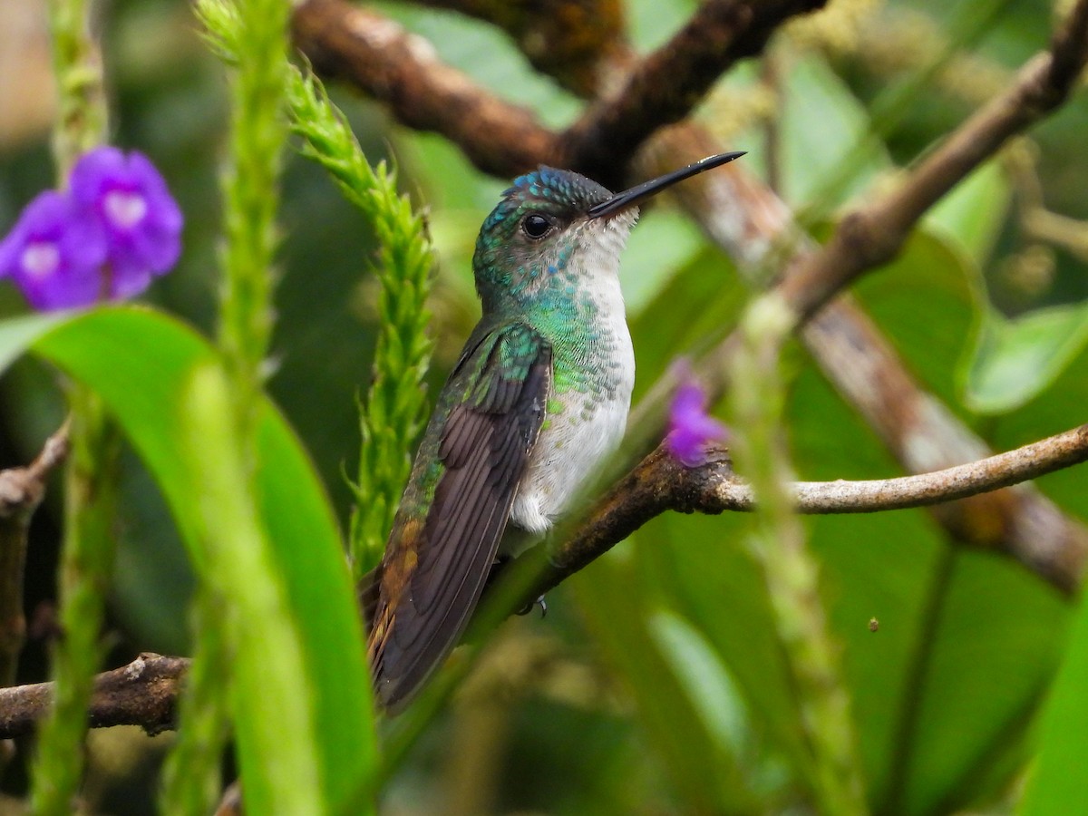 Golden-tailed Sapphire - ML659704159