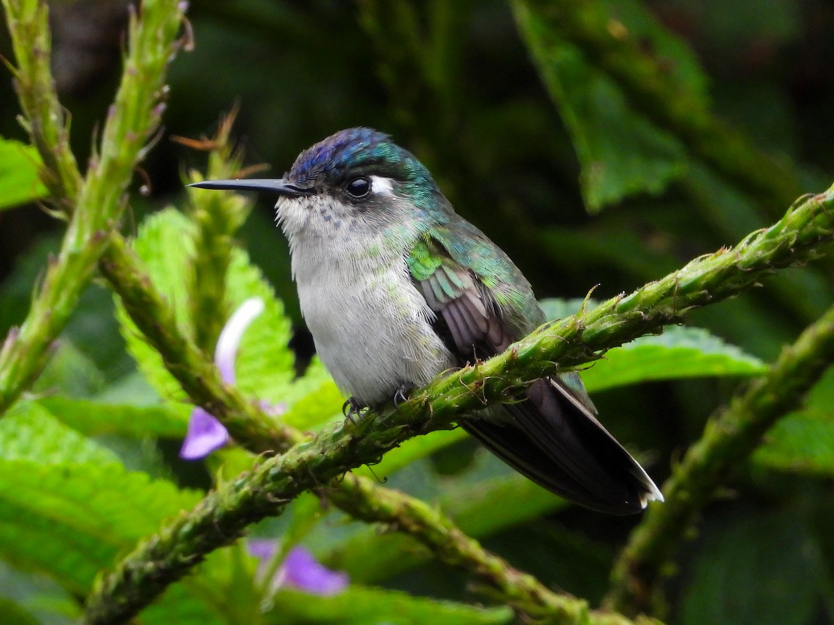 Violet-headed Hummingbird - ML659704214