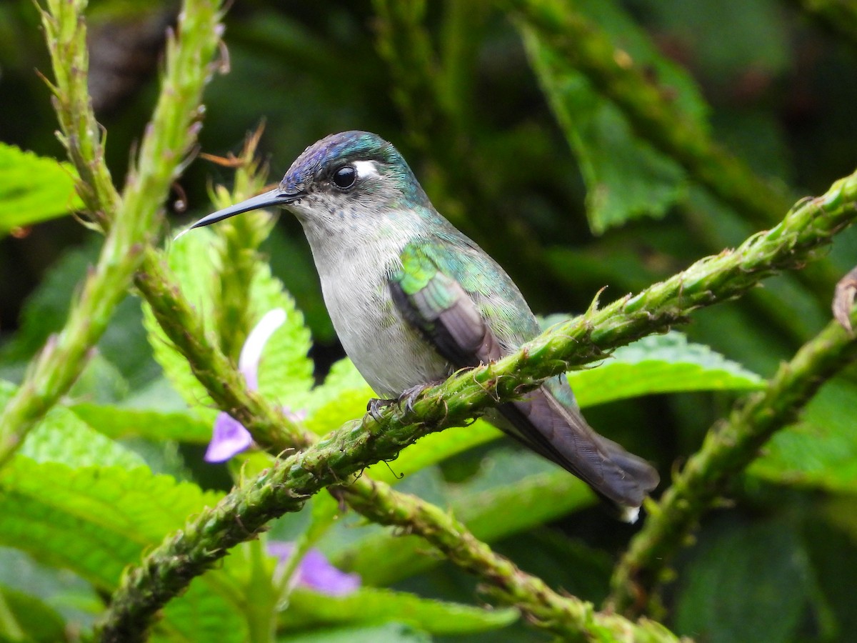 Violet-headed Hummingbird - ML659704215