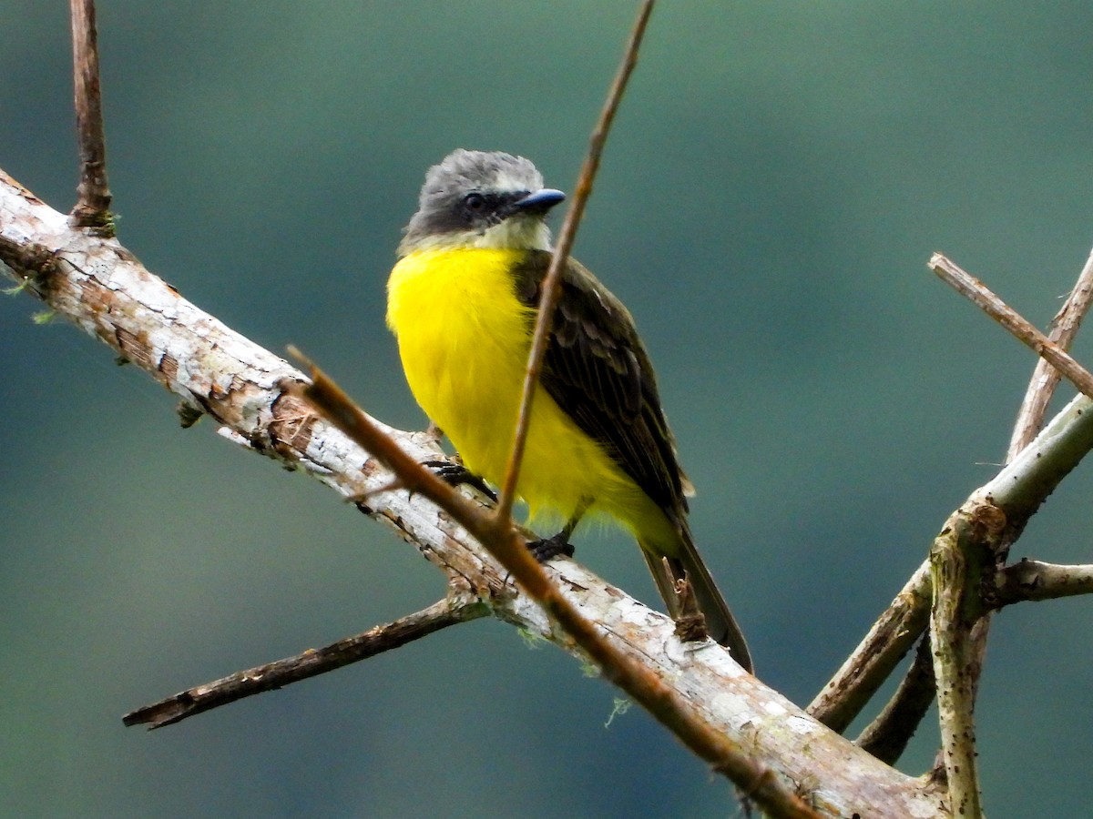 Gray-capped Flycatcher - ML659704253