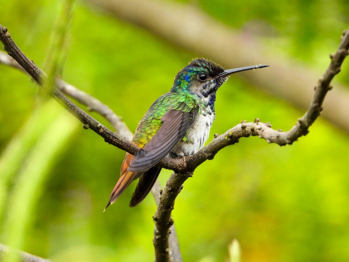 Golden-tailed Sapphire - ML659704277