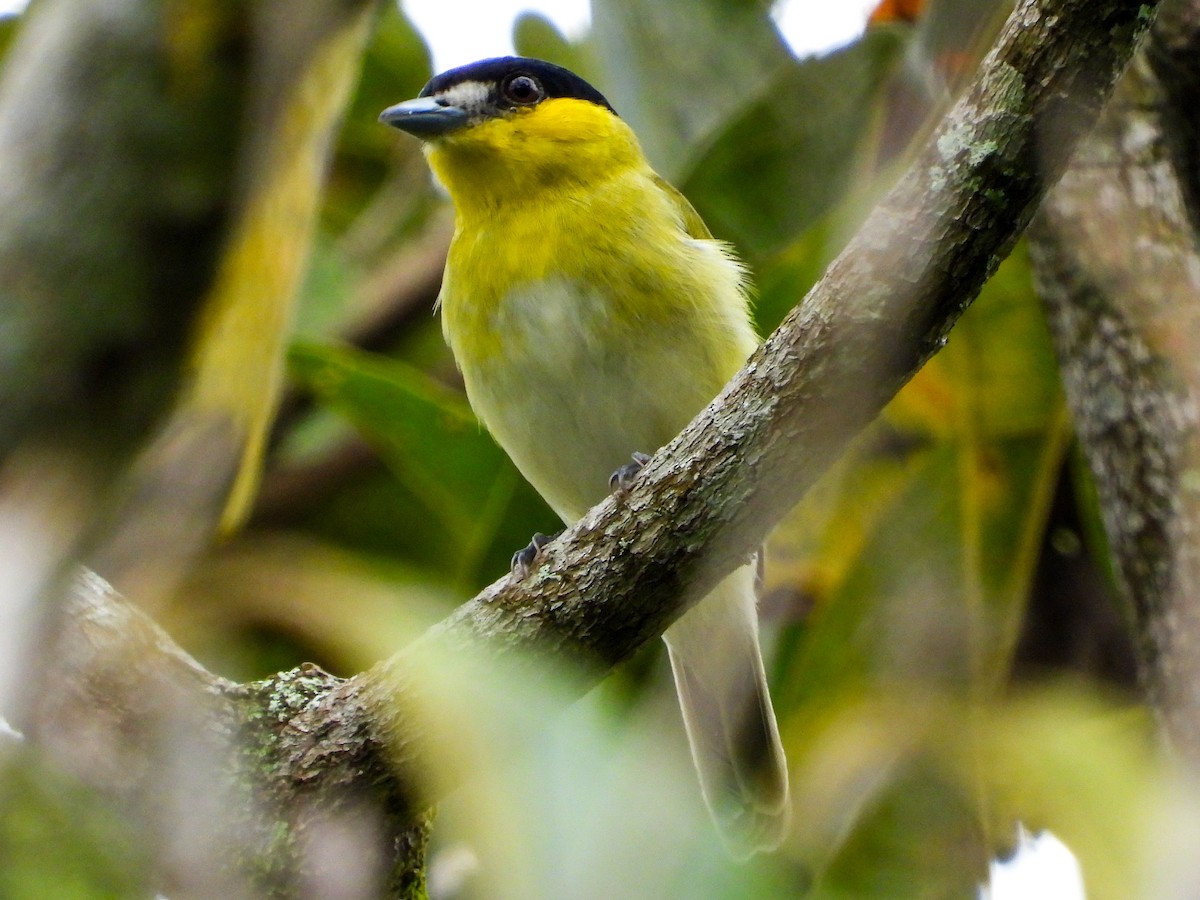 Green-backed Becard - ML659704291