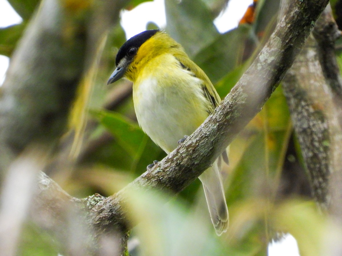 Green-backed Becard - ML659704292