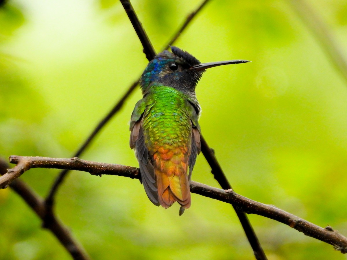 Golden-tailed Sapphire - ML659704311