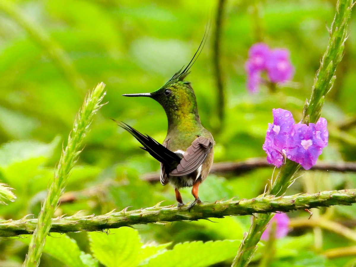 Wire-crested Thorntail - ML659704375