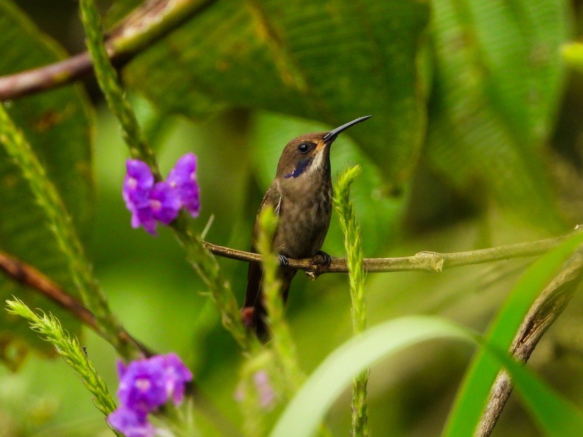 Brown Violetear - ML659704401