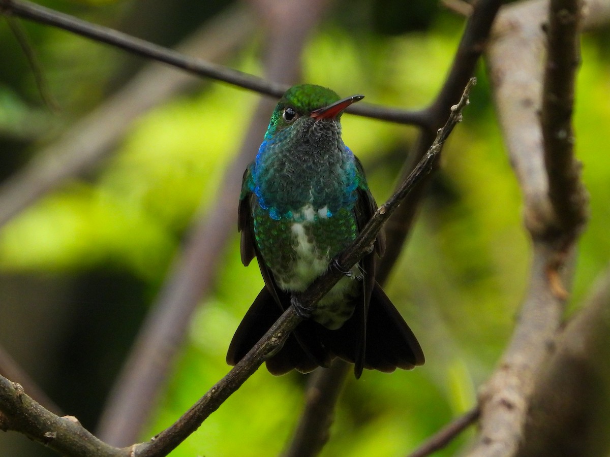 Glittering-throated Emerald - ML659704412