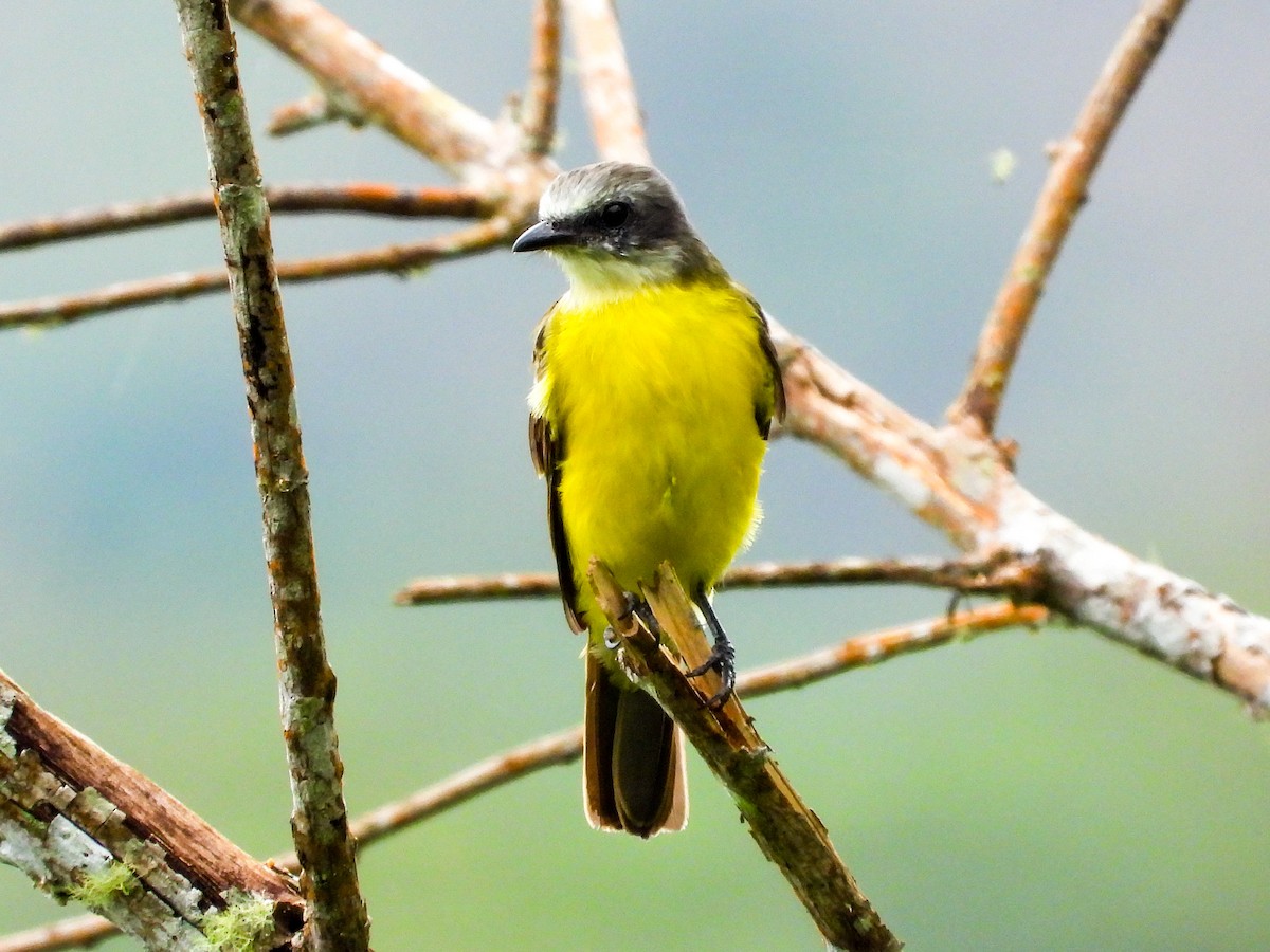 Gray-capped Flycatcher - ML659704434