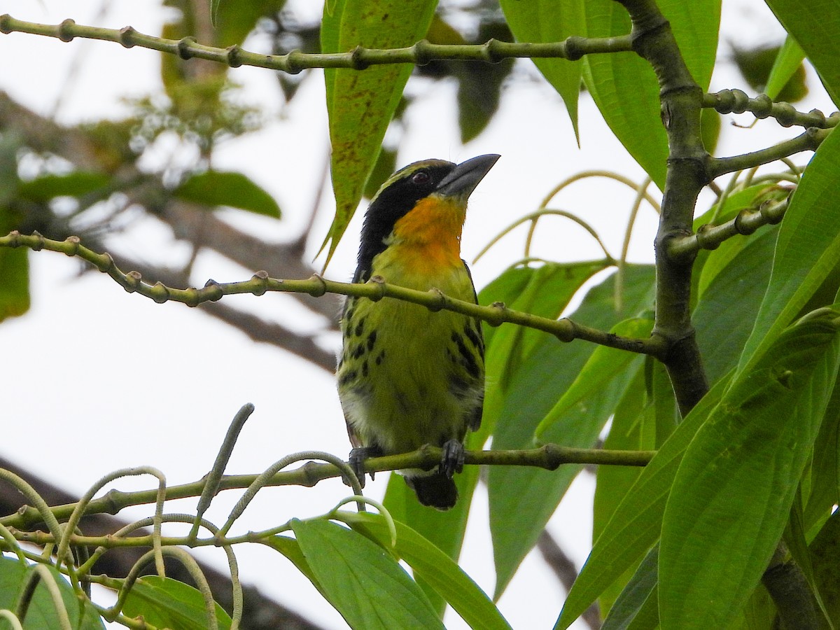 Gilded Barbet - ML659704488