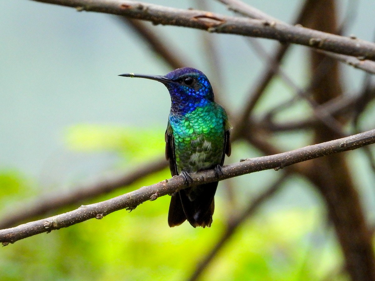 Golden-tailed Sapphire - ML659704497