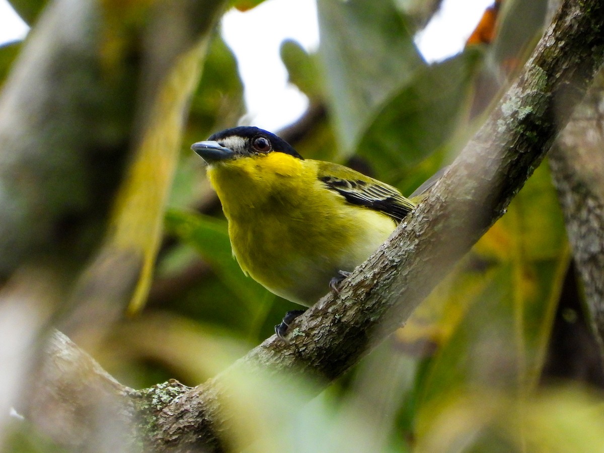 Green-backed Becard - ML659704512