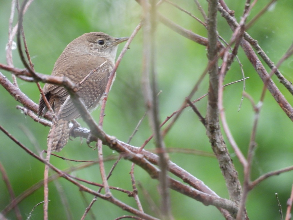 Northern House Wren - ML659704572