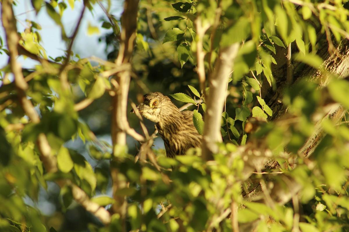 Black-crowned Night Heron - ML659704669