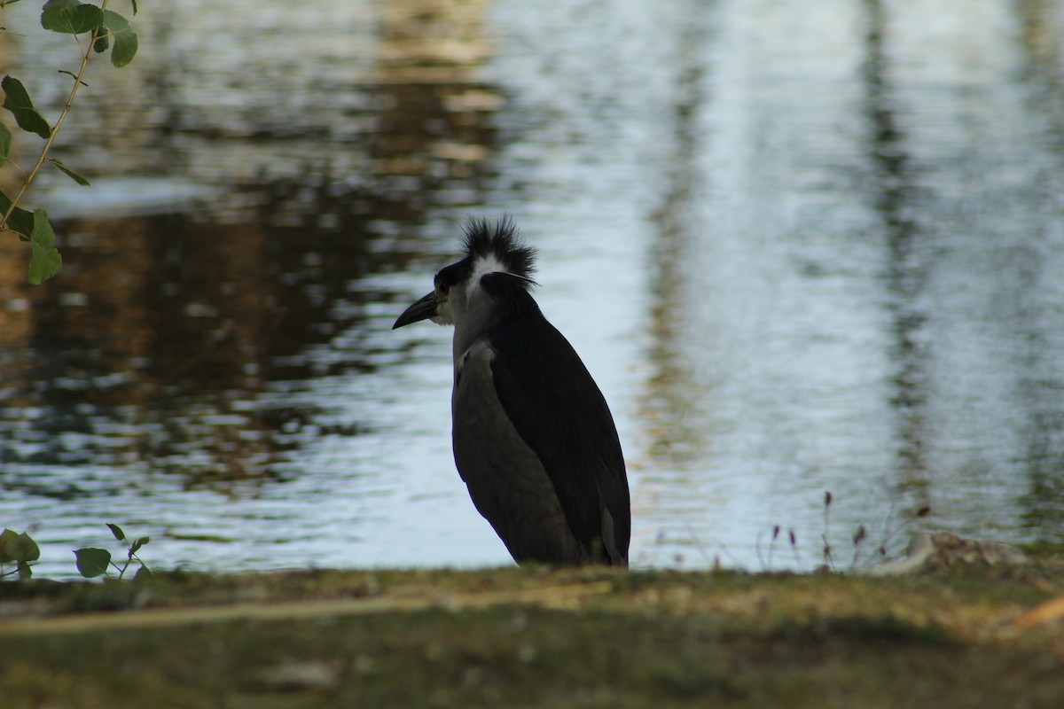 Black-crowned Night Heron - ML659704766