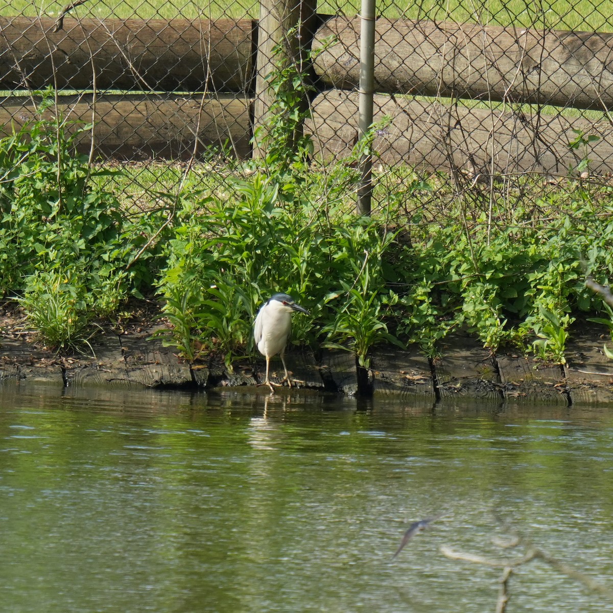 Black-crowned Night Heron - ML659704830