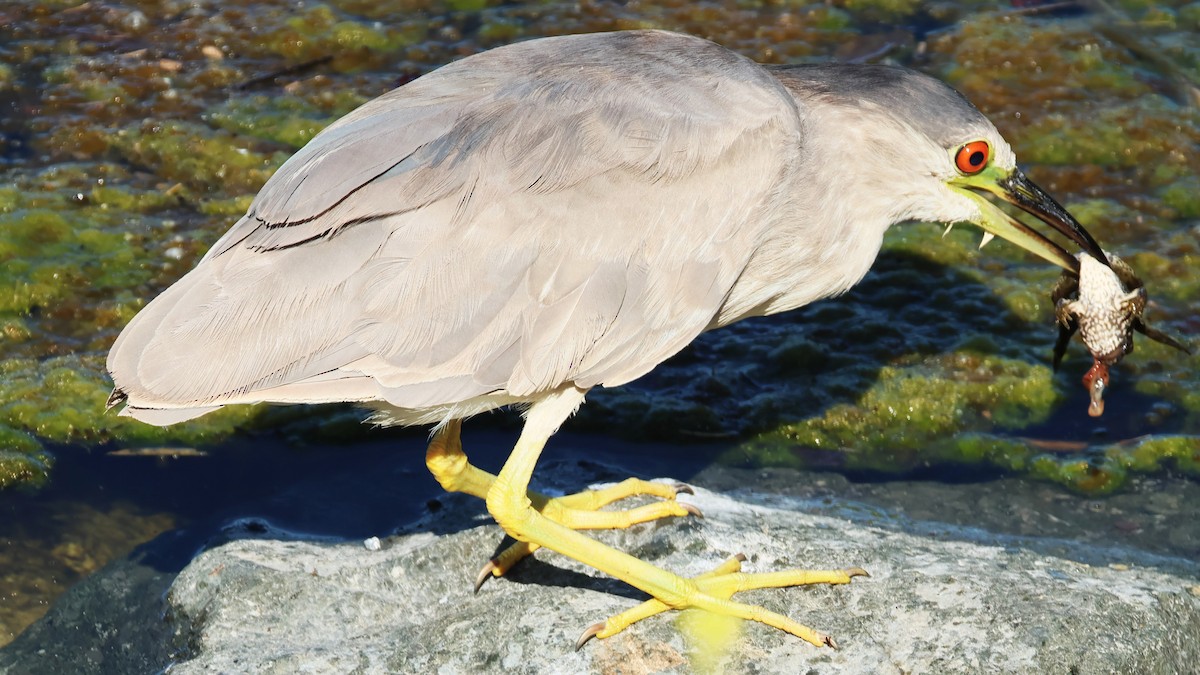 Black-crowned Night Heron - ML659704849