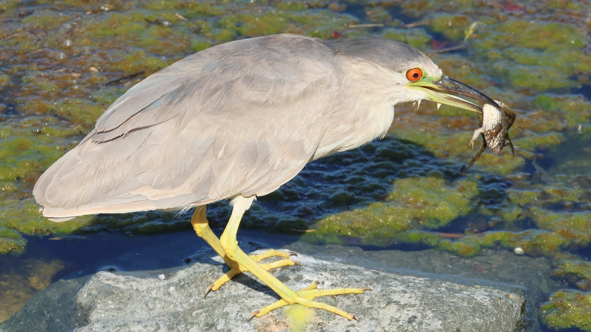 Black-crowned Night Heron - ML659704851