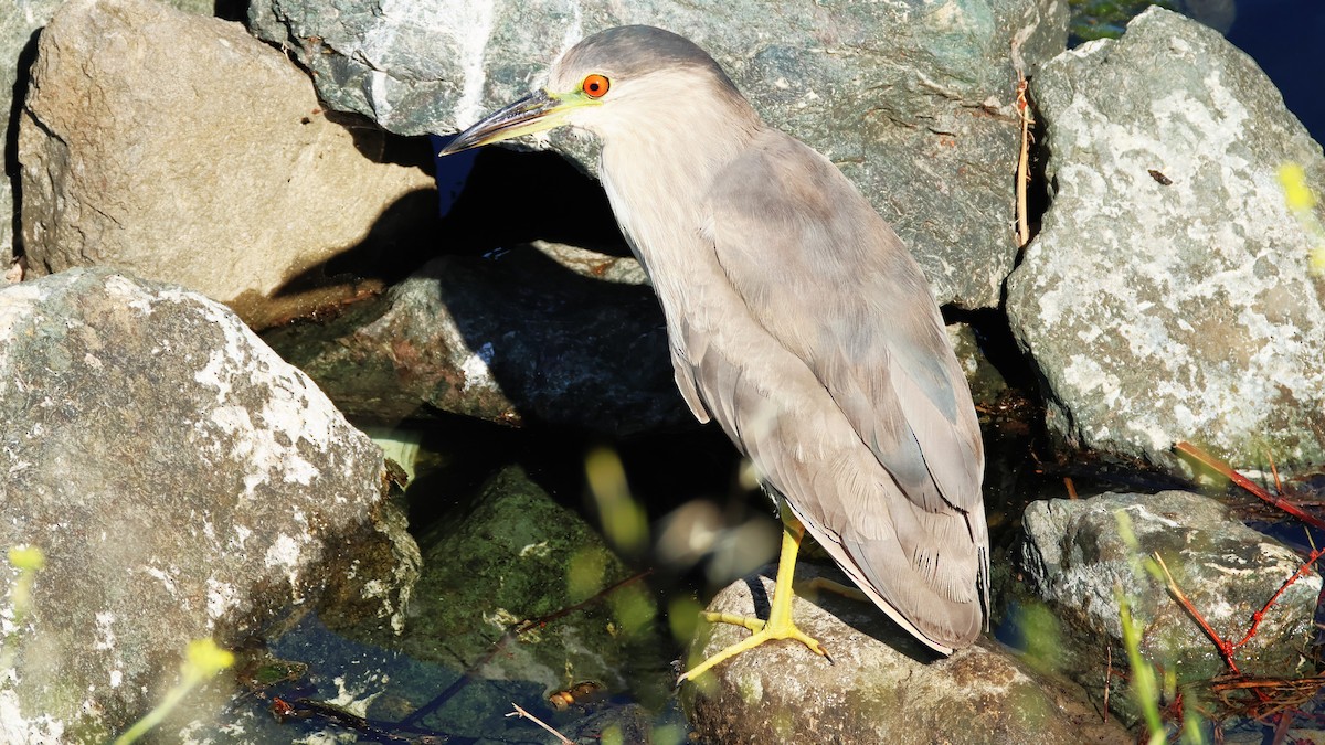 Black-crowned Night Heron - ML659704853