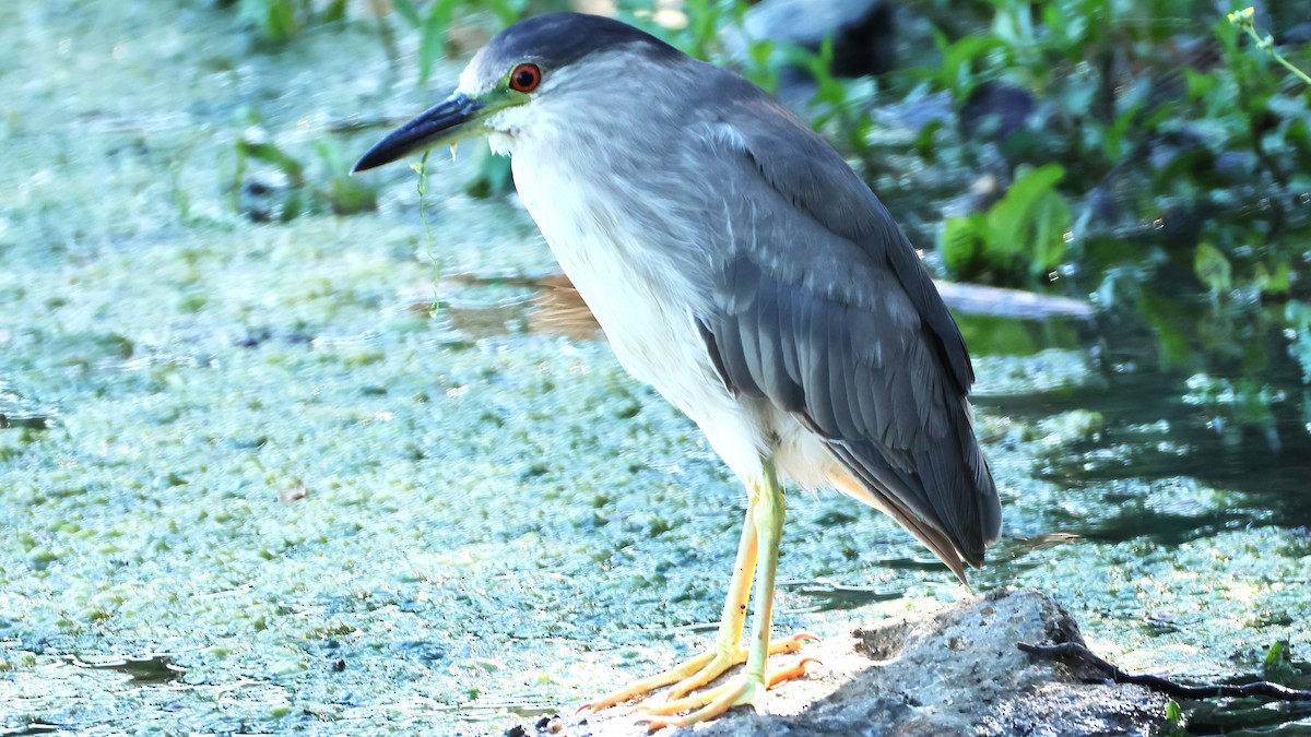 Black-crowned Night Heron - ML659704854