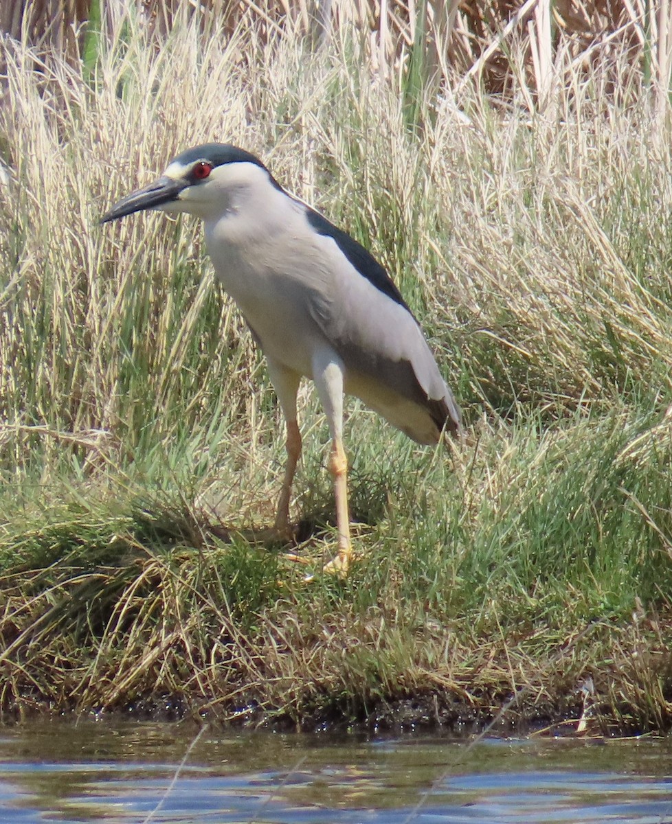 Black-crowned Night Heron - ML659704927