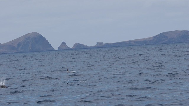 Ballena piloto - ML659704981