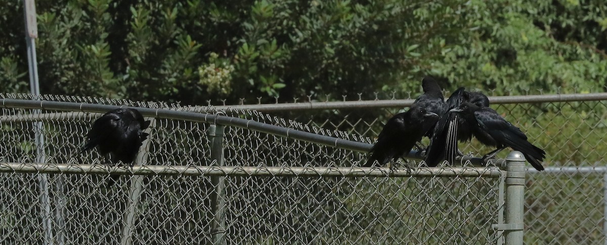 American Crow - ML659705128