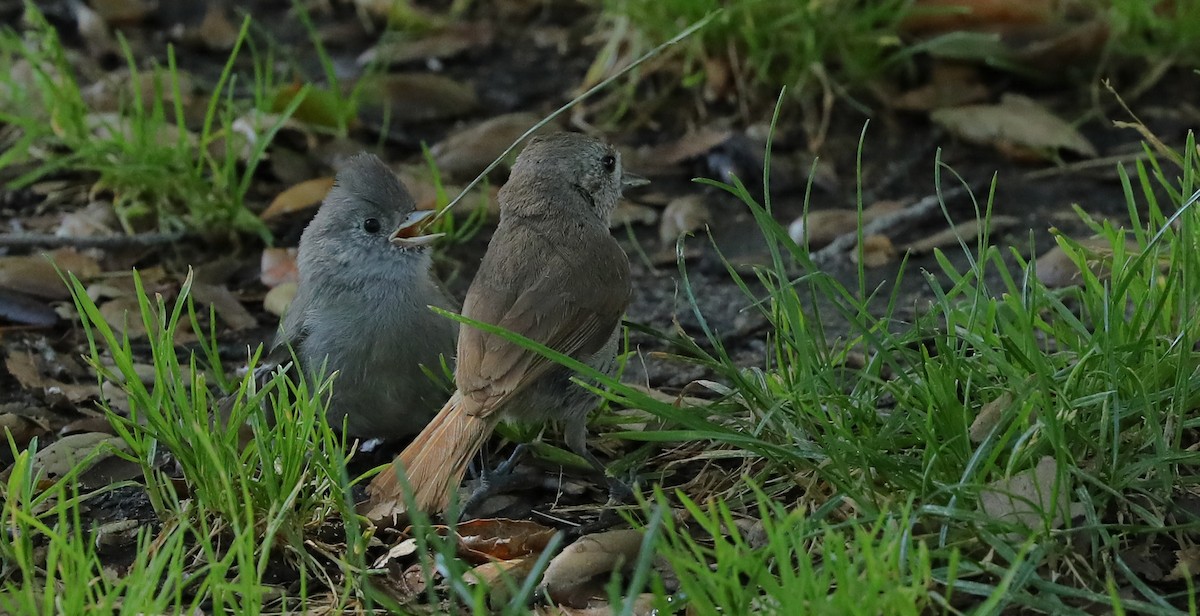 Oak Titmouse - ML659705141