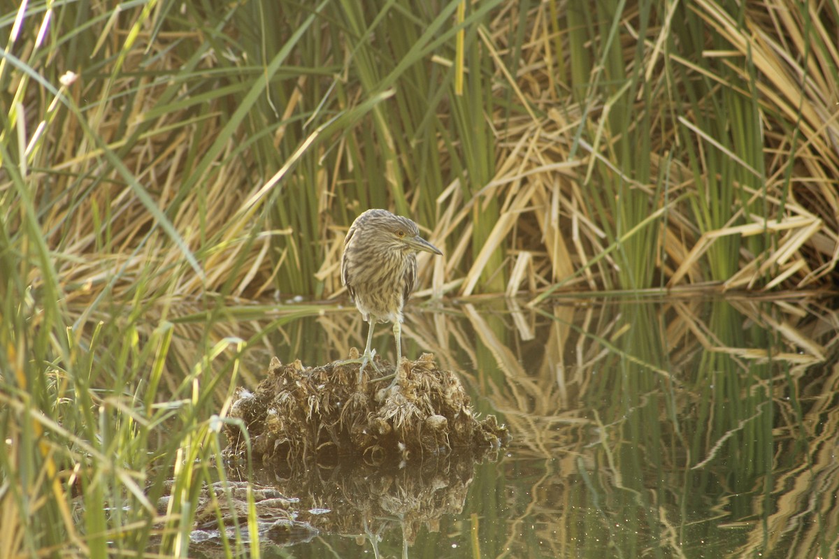 Black-crowned Night Heron - ML659705397