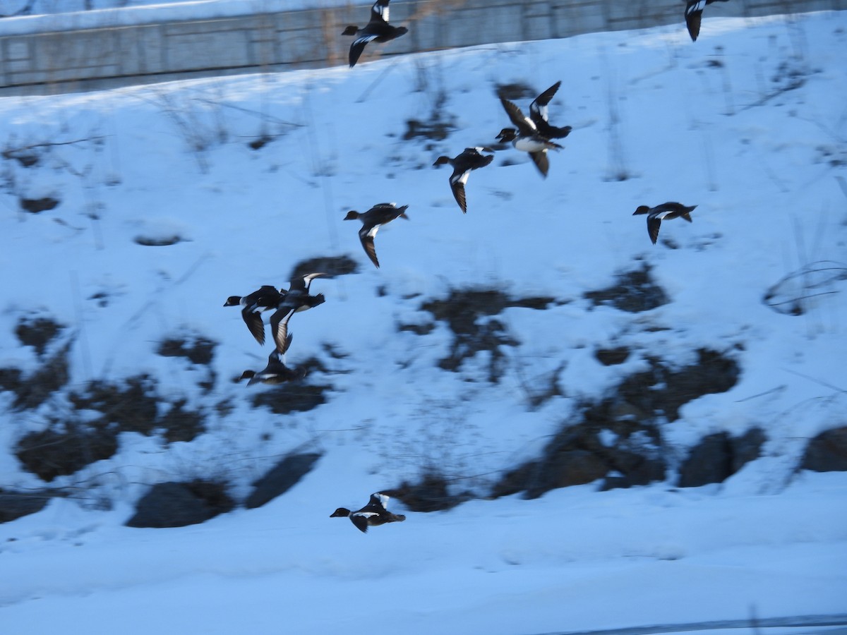 Barrow's Goldeneye - ML659705782