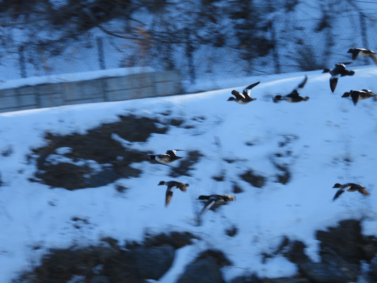 Barrow's Goldeneye - ML659705783