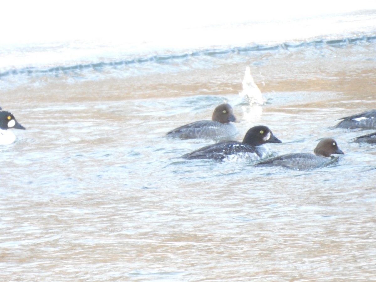 Barrow's Goldeneye - ML659705784