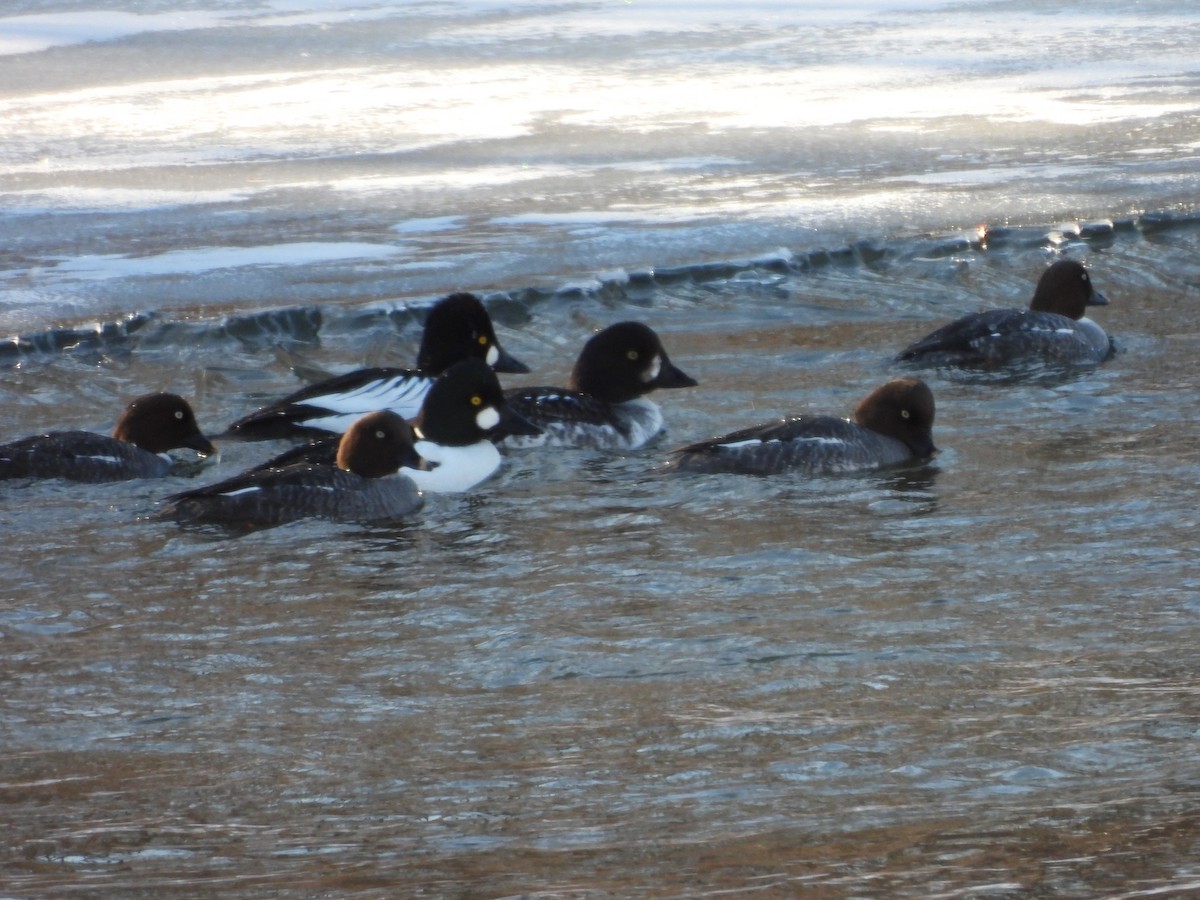 Barrow's Goldeneye - ML659705785