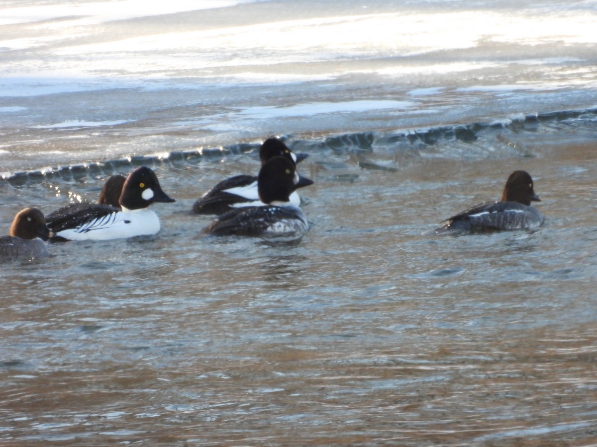 Barrow's Goldeneye - ML659705786
