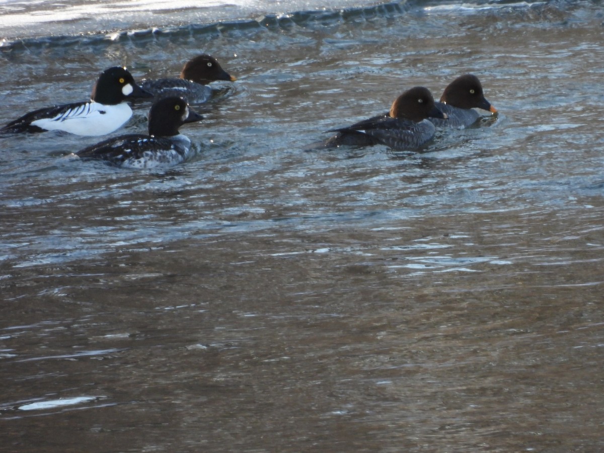 Barrow's Goldeneye - ML659705787