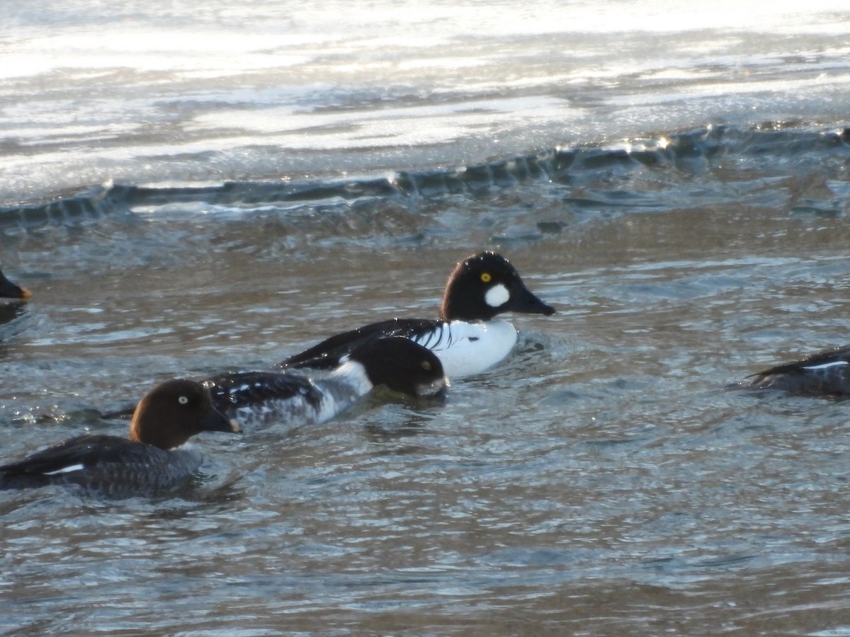 Barrow's Goldeneye - ML659705788