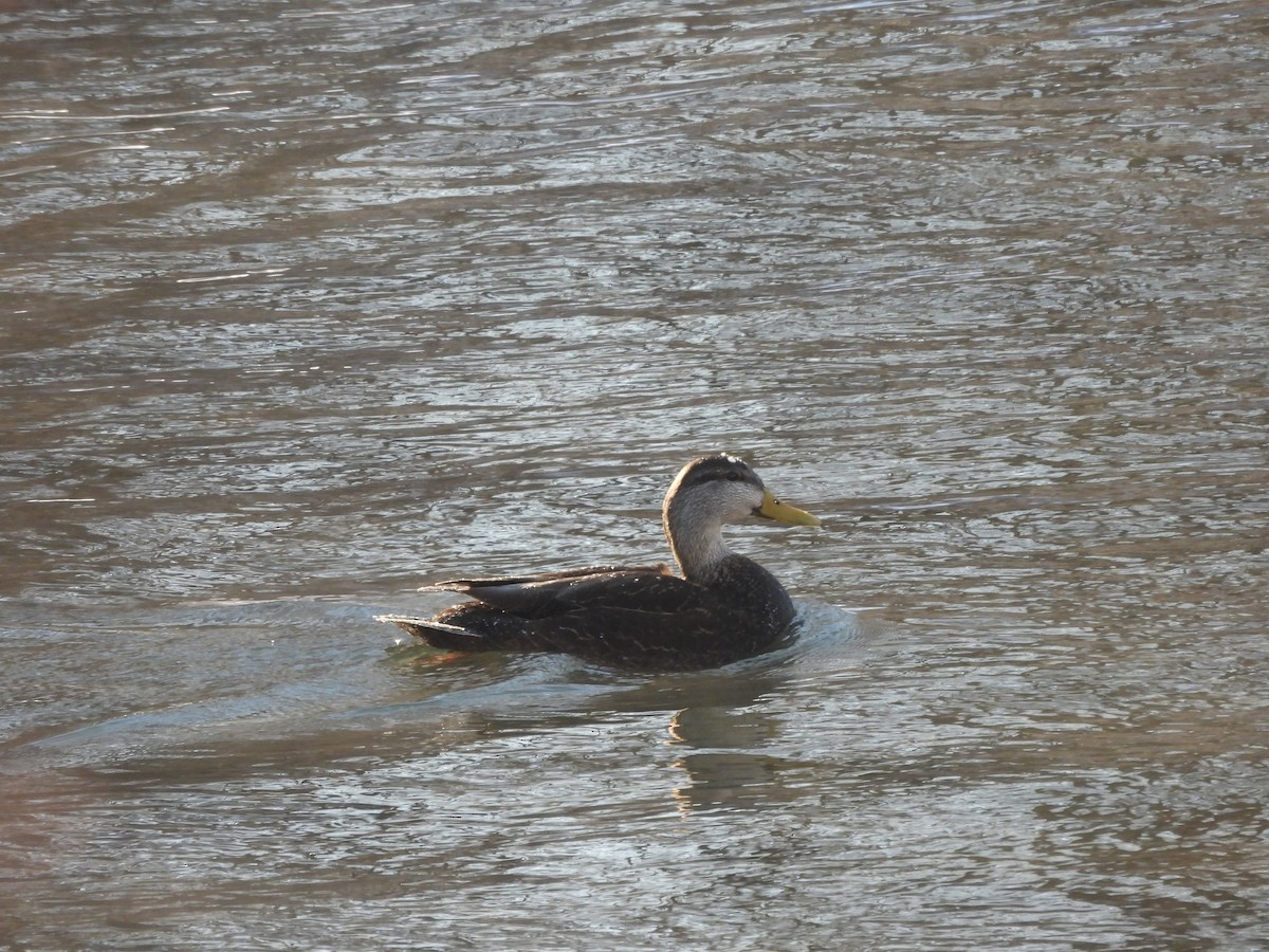 American Black Duck - ML659705927