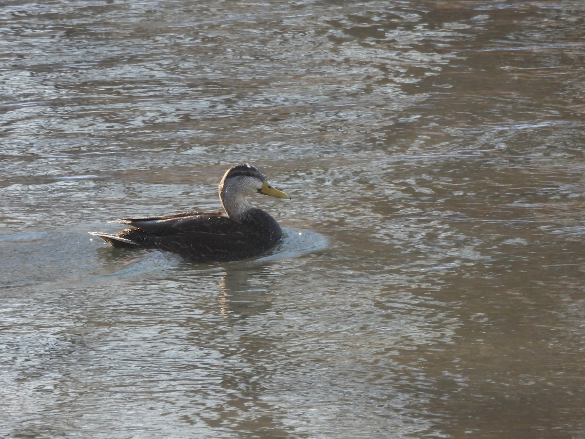 American Black Duck - ML659705928
