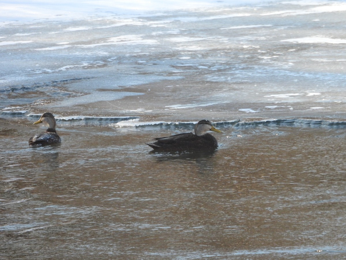 American Black Duck - ML659705930