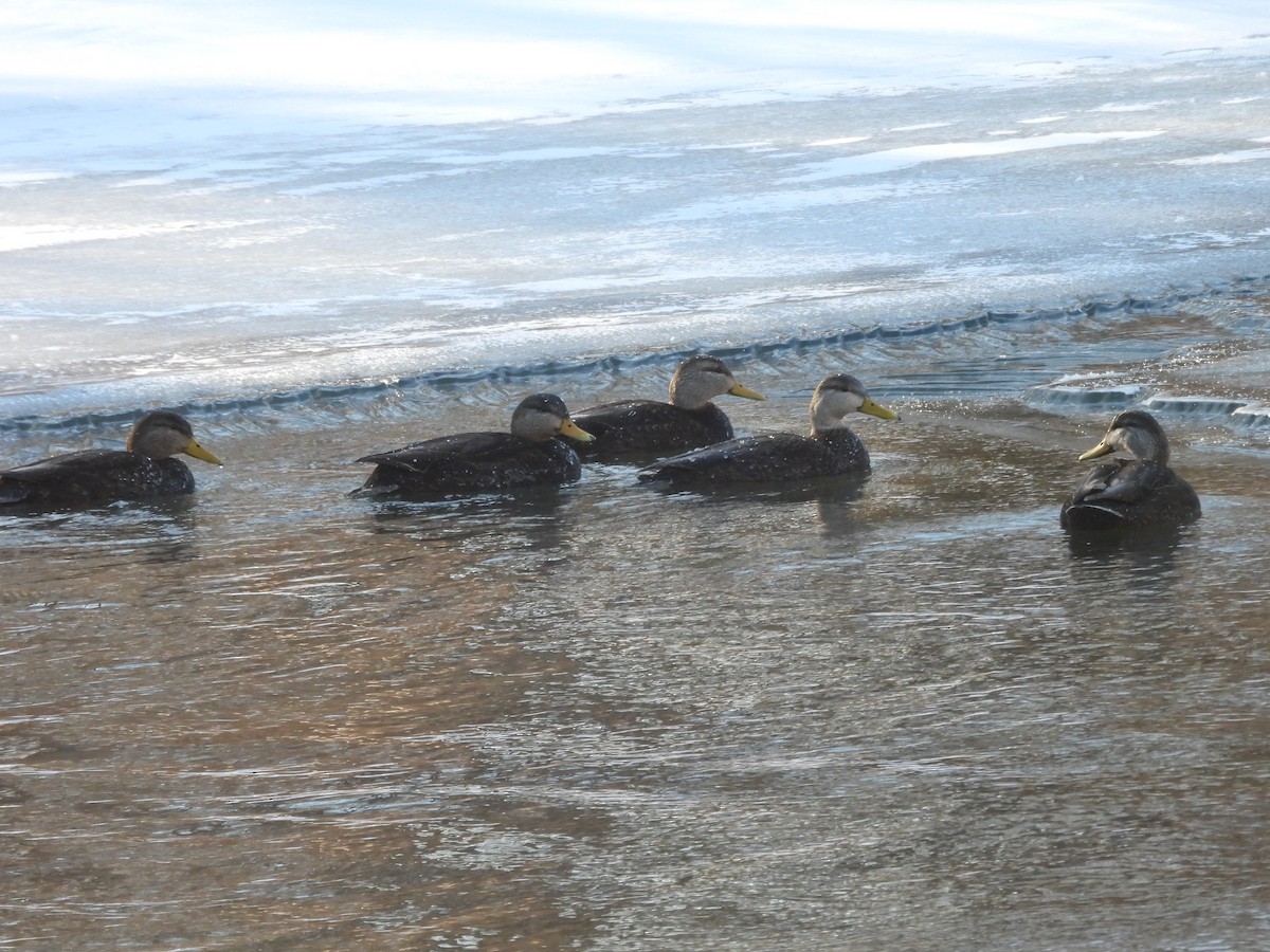 American Black Duck - ML659705931