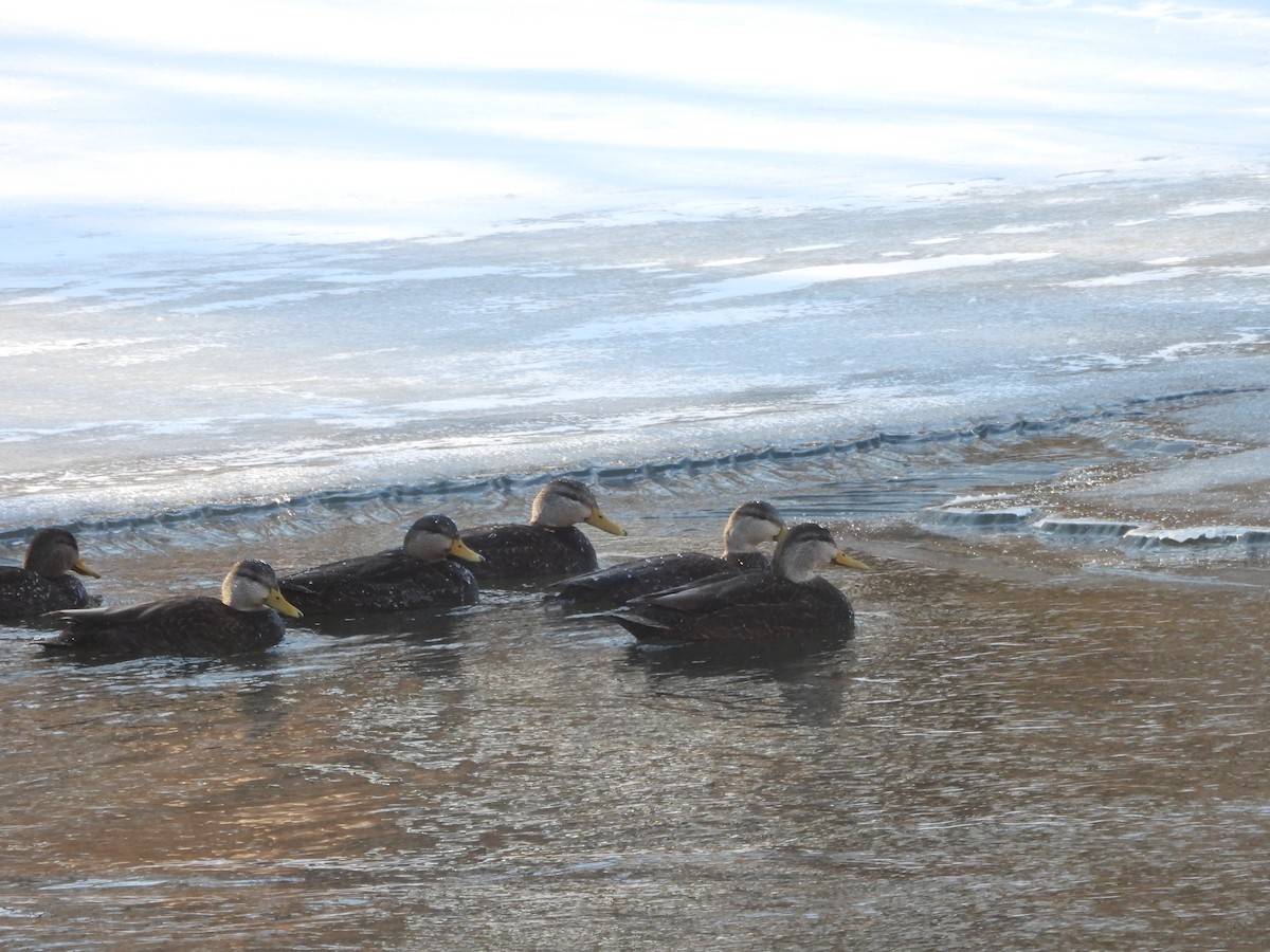 American Black Duck - ML659705932