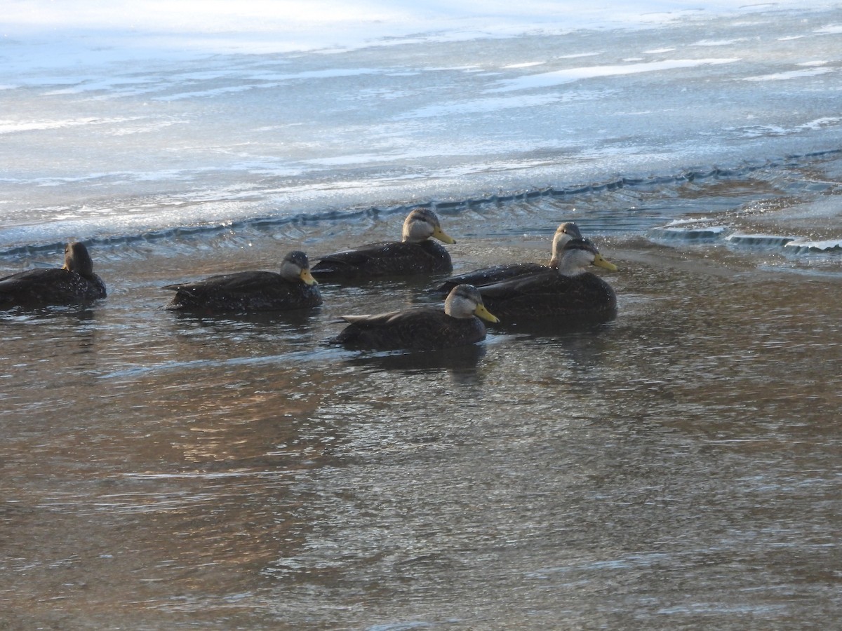 American Black Duck - ML659705933
