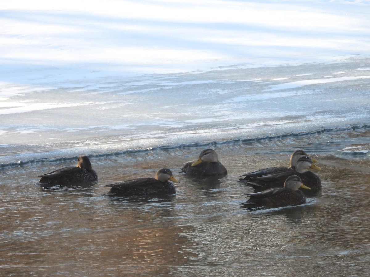 American Black Duck - ML659705934